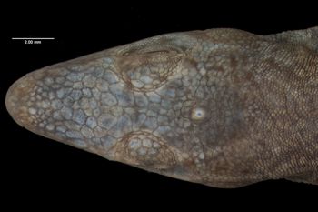 Media type: image;   Herpetology R-72043 Aspect: head dorsal